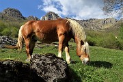 Monte Cancervo ad anello dalla Pianca sui sentieri CAI 102-130-131 il 1 maggio 2019 - FOTOGALLERY